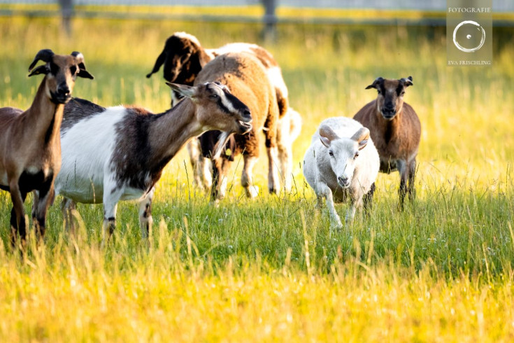 Pfotenhilfe Sommer 2021-37