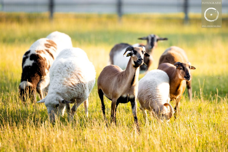 Pfotenhilfe Sommer 2021-38