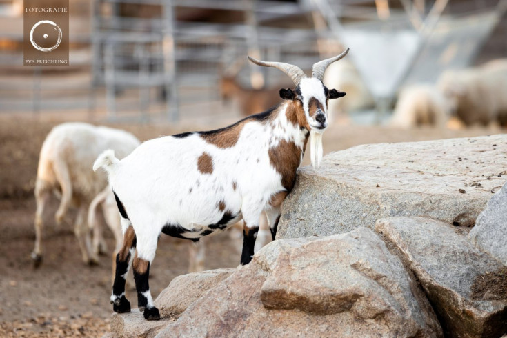 Pfotenhilfe Sommer 2021-39