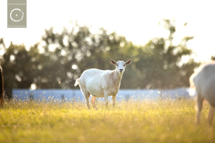 Pfotenhilfe Sommer 2021-4