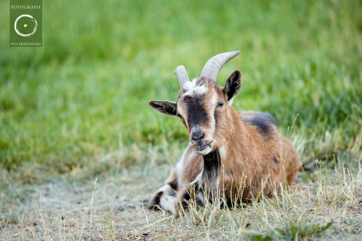 Pfotenhilfe Sommer 2021-42