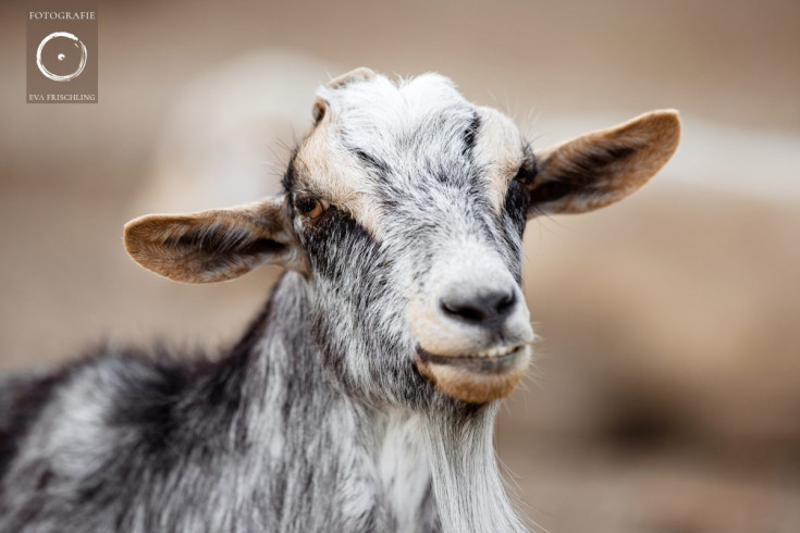 Pfotenhilfe Sommer 2021-43