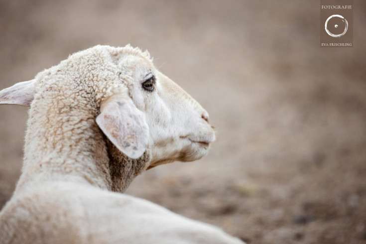 Pfotenhilfe Sommer 2021-44