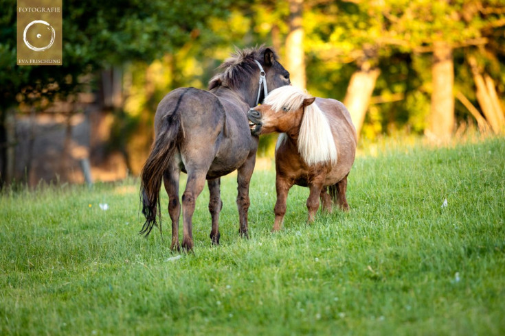 Pfotenhilfe Sommer 2021-45