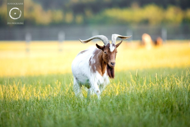 Pfotenhilfe Sommer 2021-47