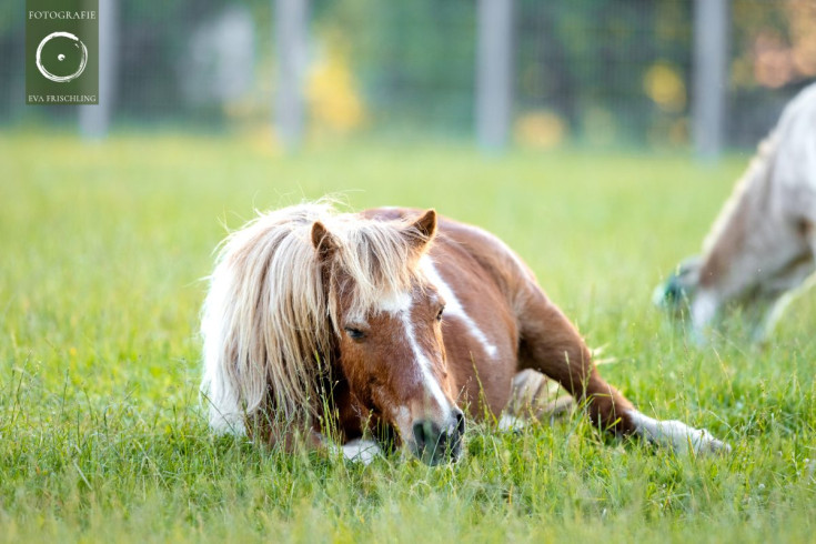 Pfotenhilfe Sommer 2021-48