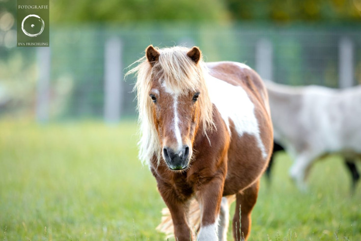 Pfotenhilfe Sommer 2021-49