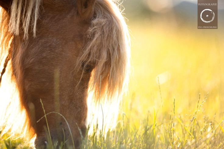Pfotenhilfe Sommer 2021-5