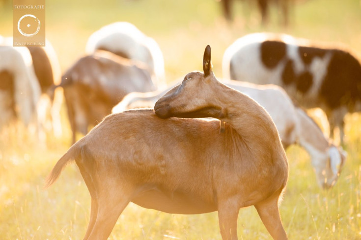 Pfotenhilfe Sommer 2021-52