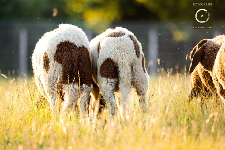 Pfotenhilfe Sommer 2021-53