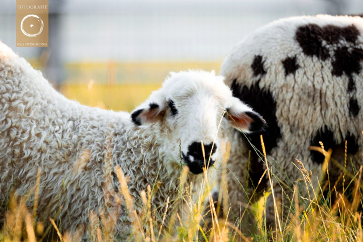 Pfotenhilfe Sommer 2021-54
