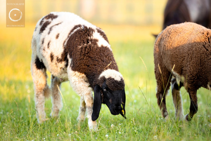 Pfotenhilfe Sommer 2021-57