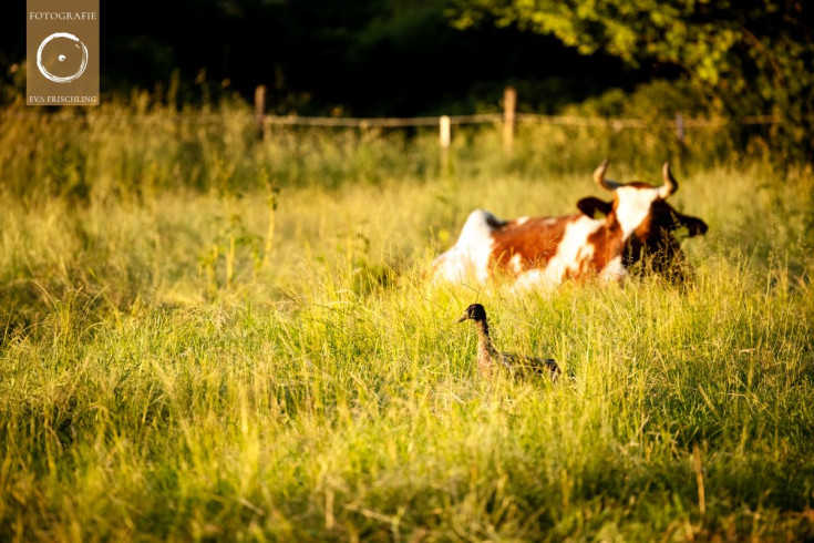 Pfotenhilfe Sommer 2021-59