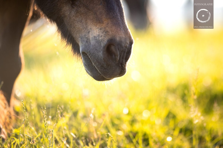 Pfotenhilfe Sommer 2021-6