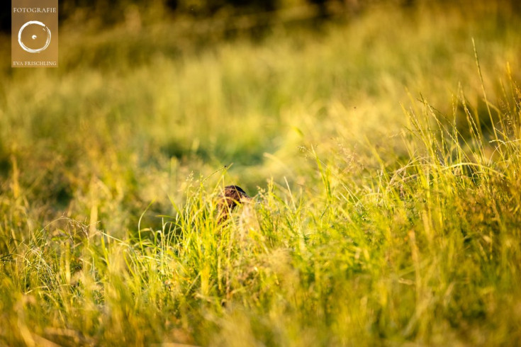 Pfotenhilfe Sommer 2021-60