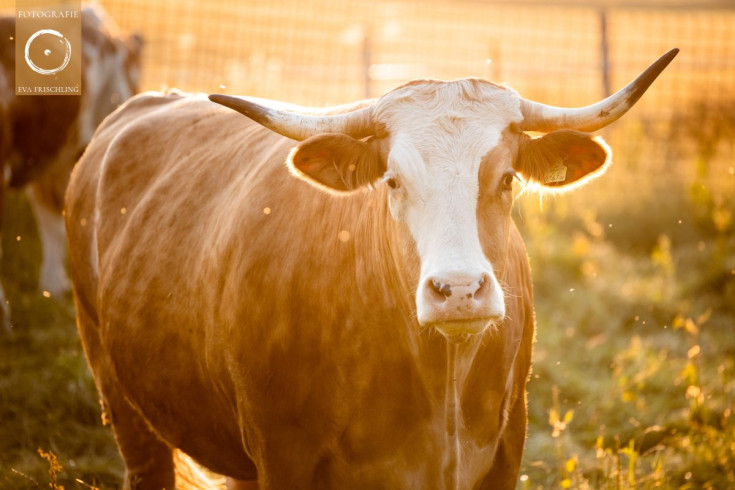 Pfotenhilfe Sommer 2021-63