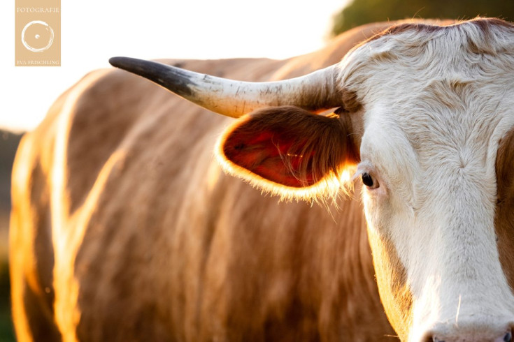 Pfotenhilfe Sommer 2021-64