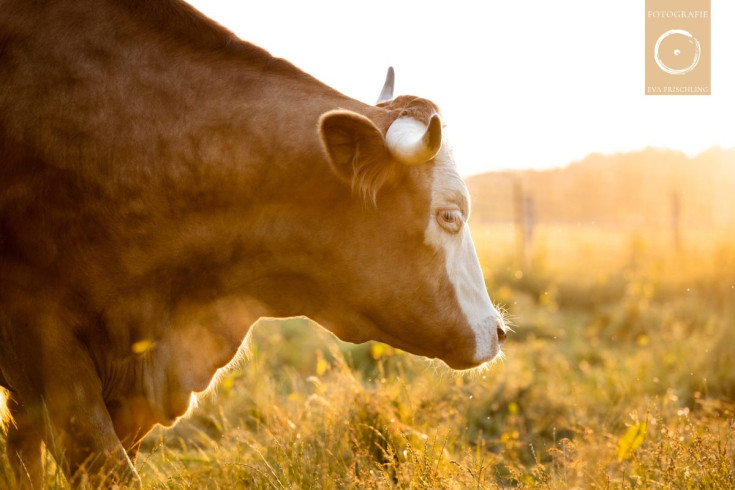 Pfotenhilfe Sommer 2021-66