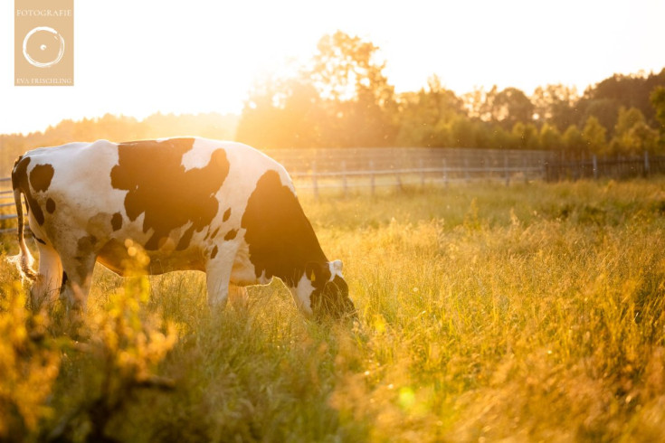 Pfotenhilfe Sommer 2021-67