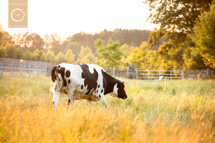 Pfotenhilfe Sommer 2021-68