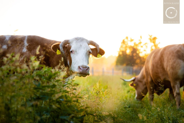 Pfotenhilfe Sommer 2021-69