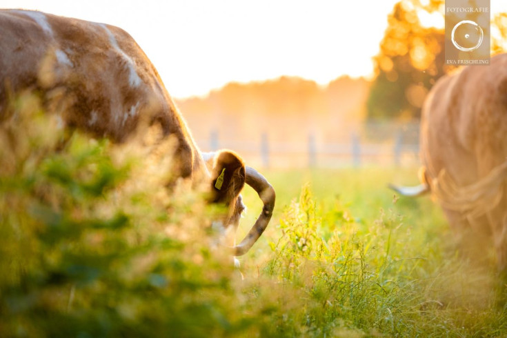 Pfotenhilfe Sommer 2021-72