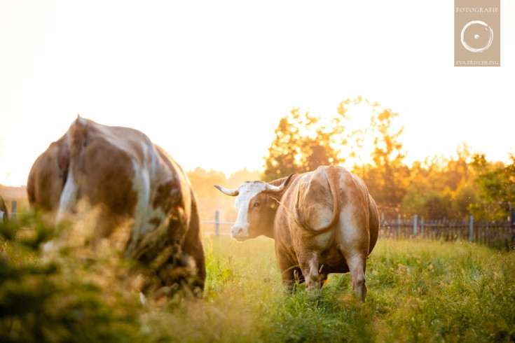 Pfotenhilfe Sommer 2021-73