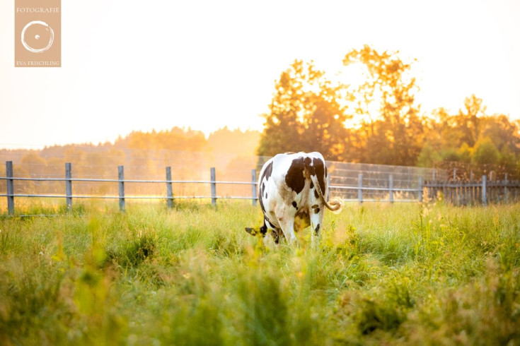 Pfotenhilfe Sommer 2021-75