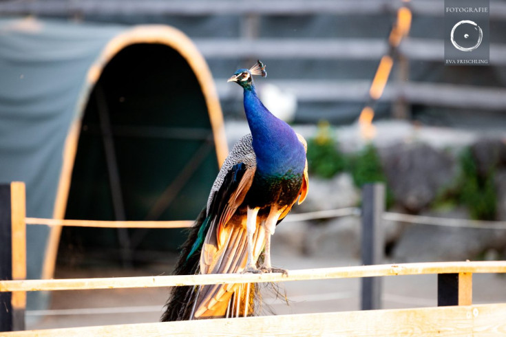 Pfotenhilfe Sommer 2021-76