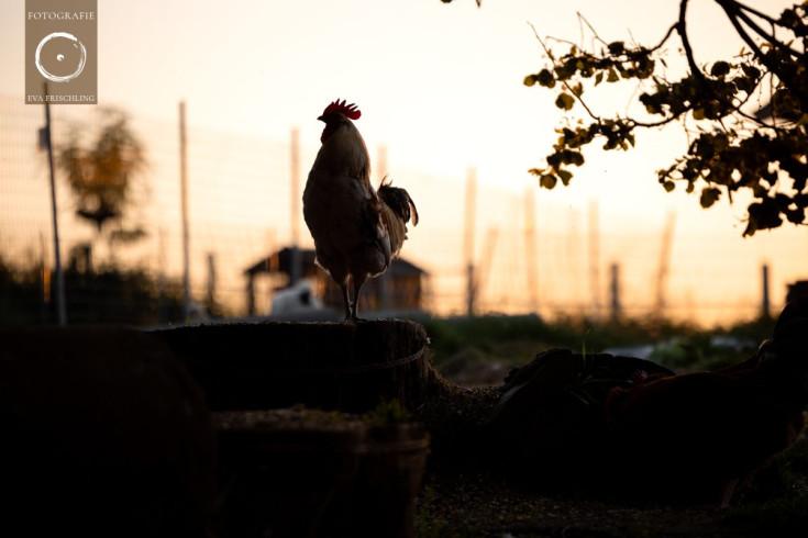 Pfotenhilfe Sommer 2021-77