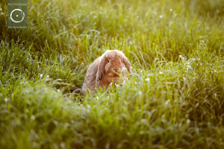 Pfotenhilfe Sommer 2021-78