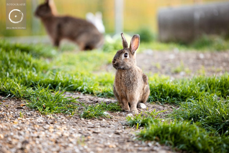 Pfotenhilfe Sommer 2021-80