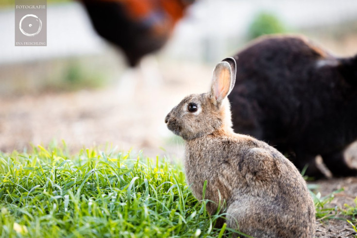 Pfotenhilfe Sommer 2021-83