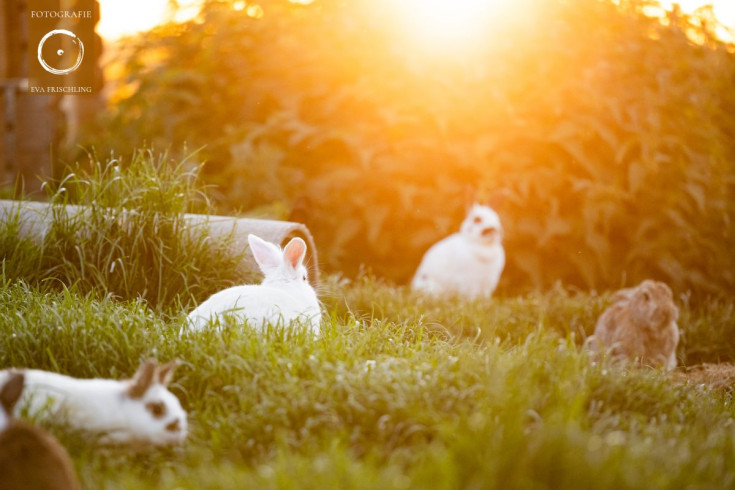 Pfotenhilfe Sommer 2021-84