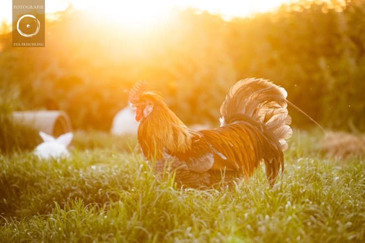 Pfotenhilfe Sommer 2021-85