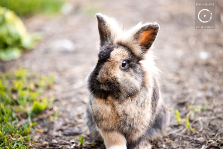 Pfotenhilfe Sommer 2021-86