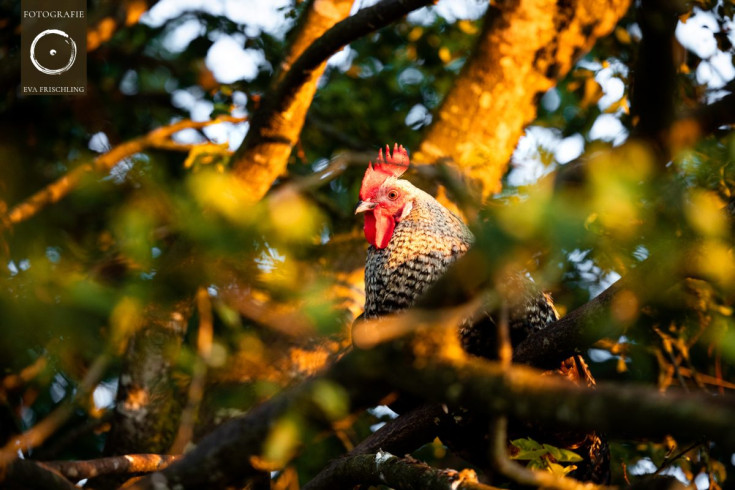 Pfotenhilfe Sommer 2021-87