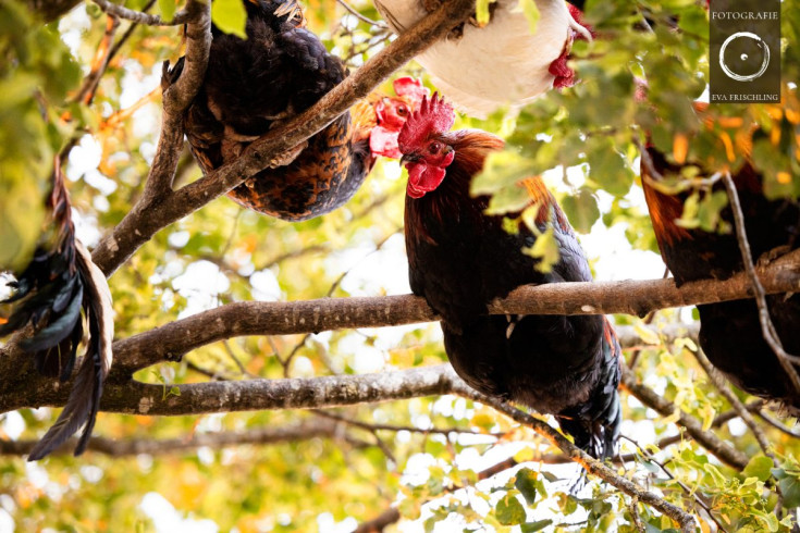 Pfotenhilfe Sommer 2021-88