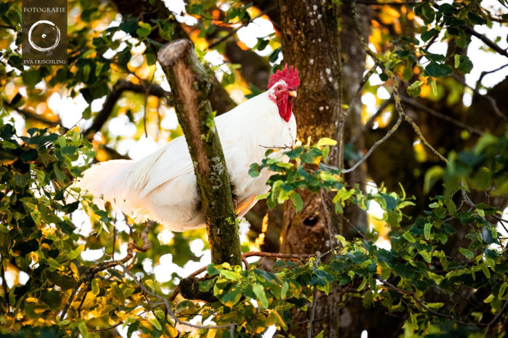 Pfotenhilfe Sommer 2021-89