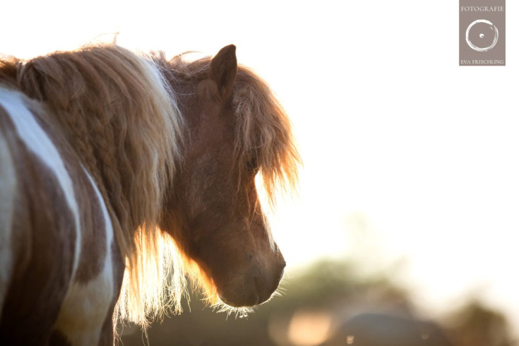 Pfotenhilfe Sommer 2021-9