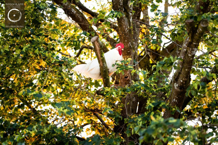 Pfotenhilfe Sommer 2021-90