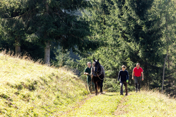 Arbeitspferde 2022 Holzrücken-10