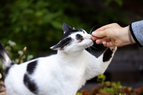 Pfotenhilfe Sommer 2023-1