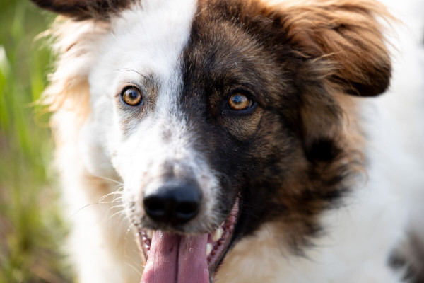 Pfotenhilfe Sommer 2023-10