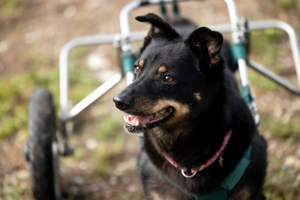 Pfotenhilfe Sommer 2023-11
