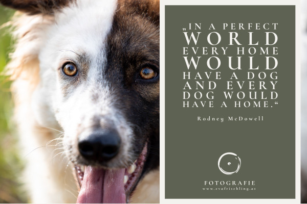 Pfotenhilfe Sommer 2023-11-FB