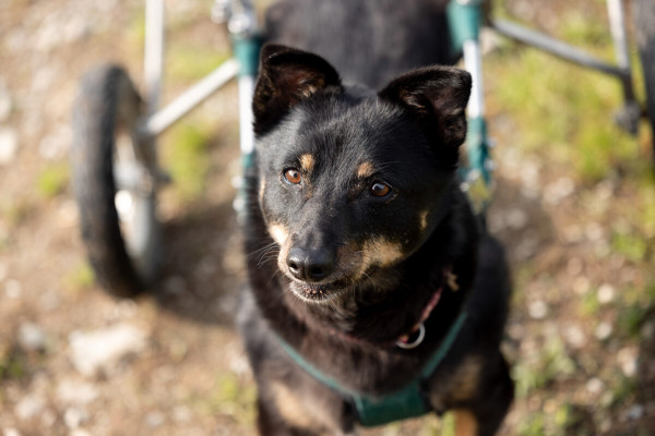 Pfotenhilfe Sommer 2023-12