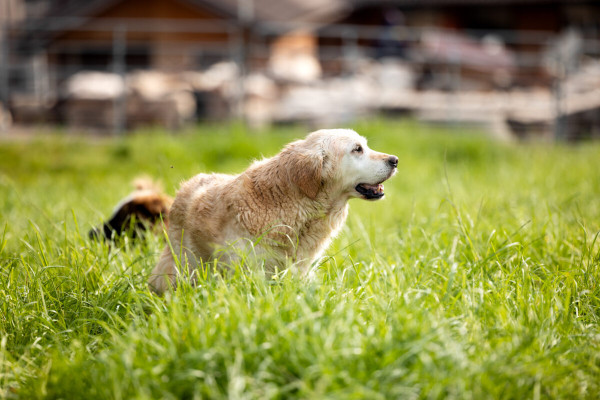 Pfotenhilfe Sommer 2023-13