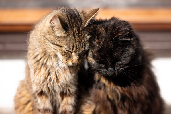 Pfotenhilfe Sommer 2023-14