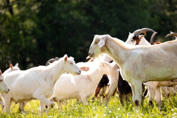 Pfotenhilfe Sommer 2023-15